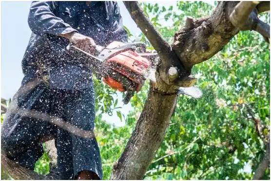 tree services Playita Cortada